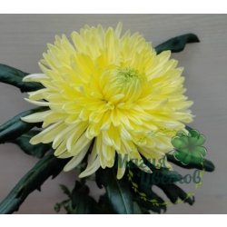 Одноголовая желтая