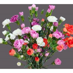 Гвоздика ( Диантус ) кустовя микс