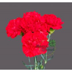 Гвоздика ( Диантус ) красная
