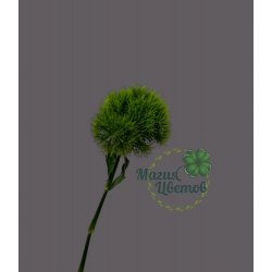 Гвоздика ( Диантус ) Грин Трик