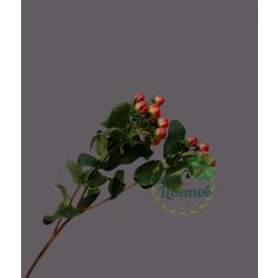 Гиперикум красный