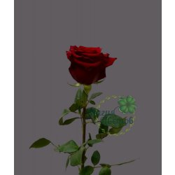 Роза красная Explorer 60 см