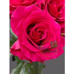 Роза Gotcha 60 см
