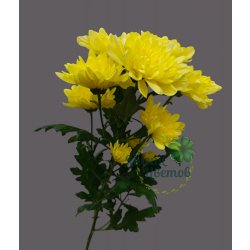 Кустовая жёлтая