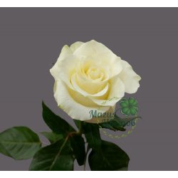 Роза белая Mondiale 60 см