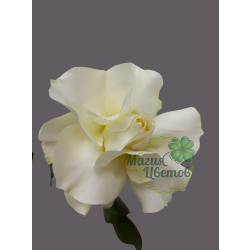 Роза ( Французская ) белая
