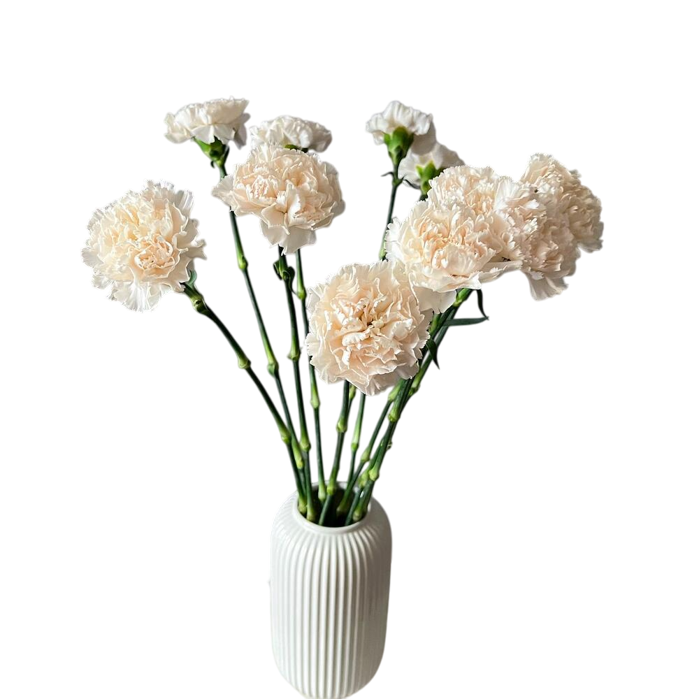 Гвоздика ( Диантус )